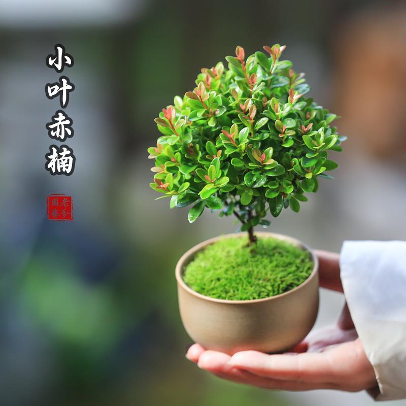 小叶赤楠老桩盆栽客厅桌面盆栽植物阳台四季好养室内植物绿植盆栽