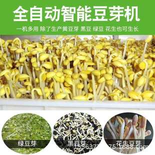 可调温豆芽机 供应豆芽机 商用全自动家用豆芽机厂家 型号