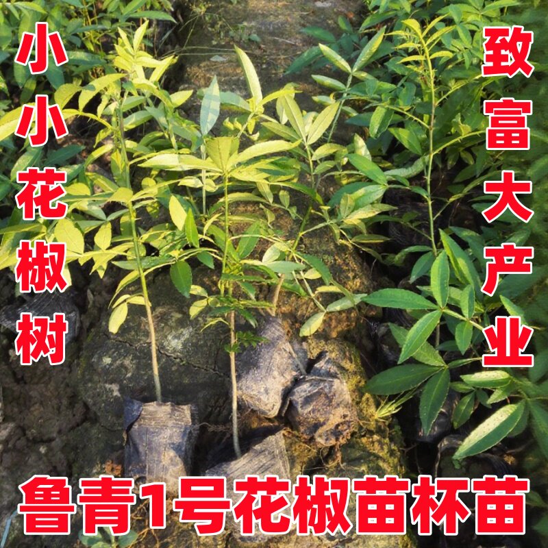 花椒杯苗昭通青麻椒树苗云南青花椒苗鲁甸花椒苗盆栽带土带叶现发