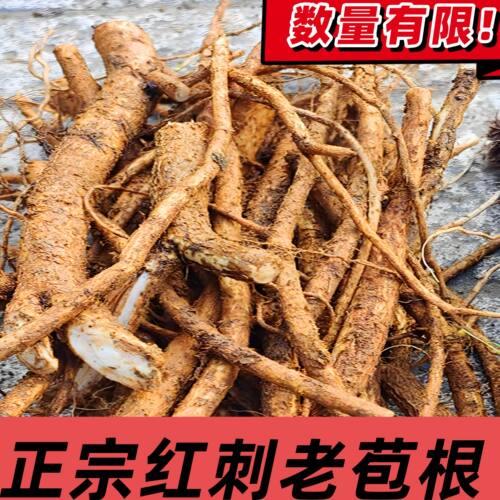 云南新鲜现挖野生刺老苞根刺龙芽根刺老虎根刺椿头刺老包根中药材