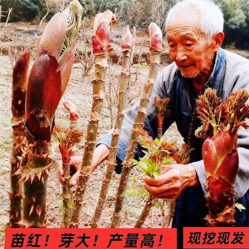 现挖现发正宗红刺老苞苗红刺老包树苗高产易活红刺老芽苗鸟不落苗