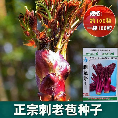 正宗刺老苞种子刺老包种子刺龙芽种子鹊不宿种子鸟不落种子刺椿头