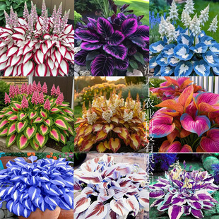 彩叶玉簪花种子白鹤花玉泡花 盆栽花卉四季易活阳台庭院当年开花