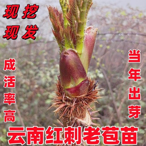 云南红刺老芽刺老苞龙牙惚木根
