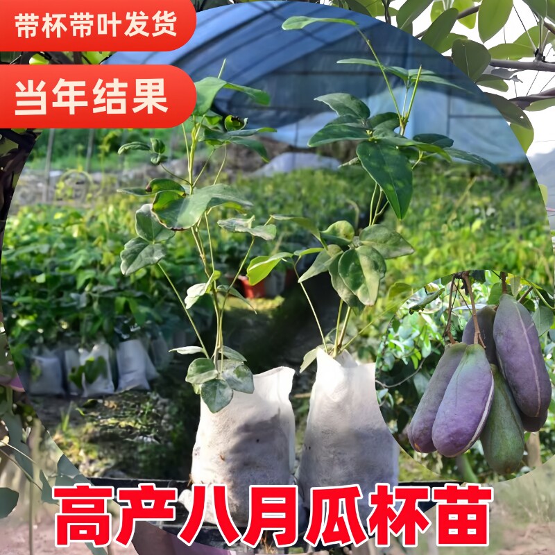 当年结果八月瓜苗南方北方种植高产水果苗八月炸苗阳台盆栽地栽