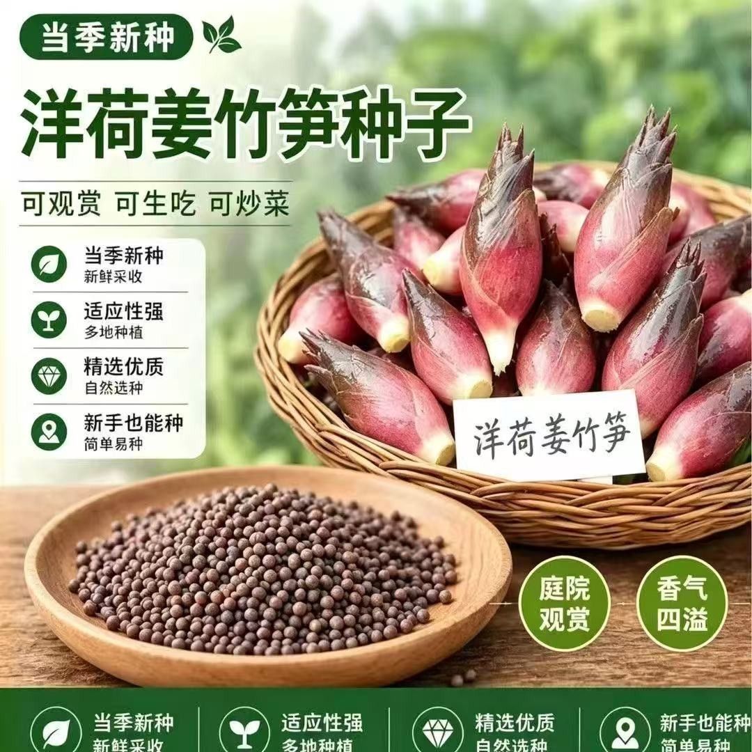 正宗洋荷种子阳荷芽种子易出苗洋荷姜种子庭院阳台盆栽懒人种植