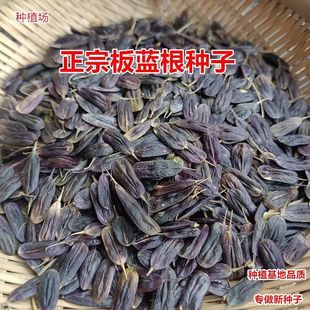 板蓝根种子1000粒装小袋家用盆栽种新种发芽率高高含量靛蓝靛玉红