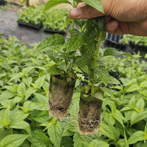 云南红果参种苗红果参苗原产大果早熟蜘蛛果庭院阳台种植果苗