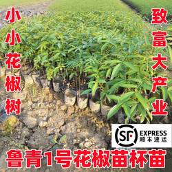 顺丰包邮青花椒杯苗昭通青麻椒树苗鲁甸青花椒苗盆栽带土带叶现发