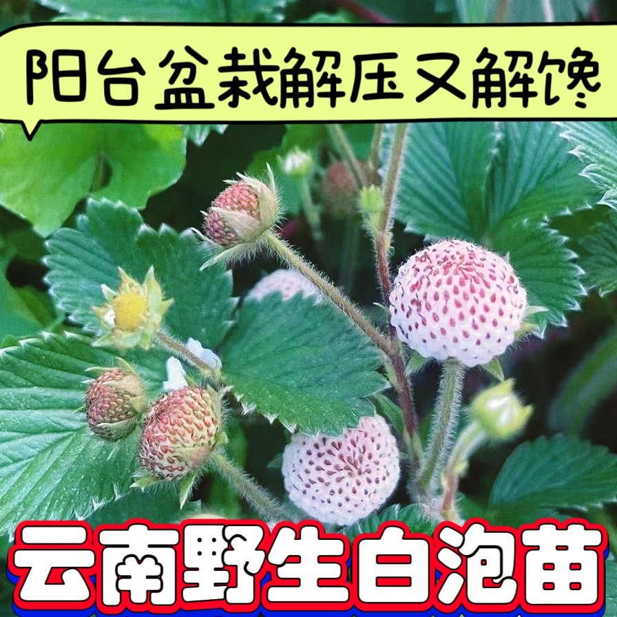 云南野生白泡苗地莓泡奶油白草莓苗秧苗盆栽苗当年结果白泡大果苗