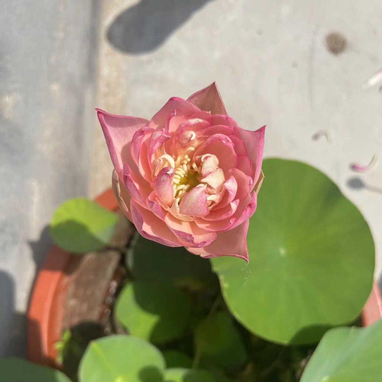 【带盆种好带花带叶】碗莲种藕根茎带芽小型花苗水培植物四季室内