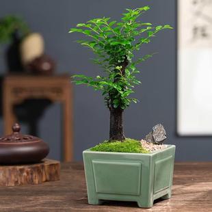 常青植物黑骨茶好养活招财绿植 小叶紫檀盆景老桩盆栽室内茶几四季