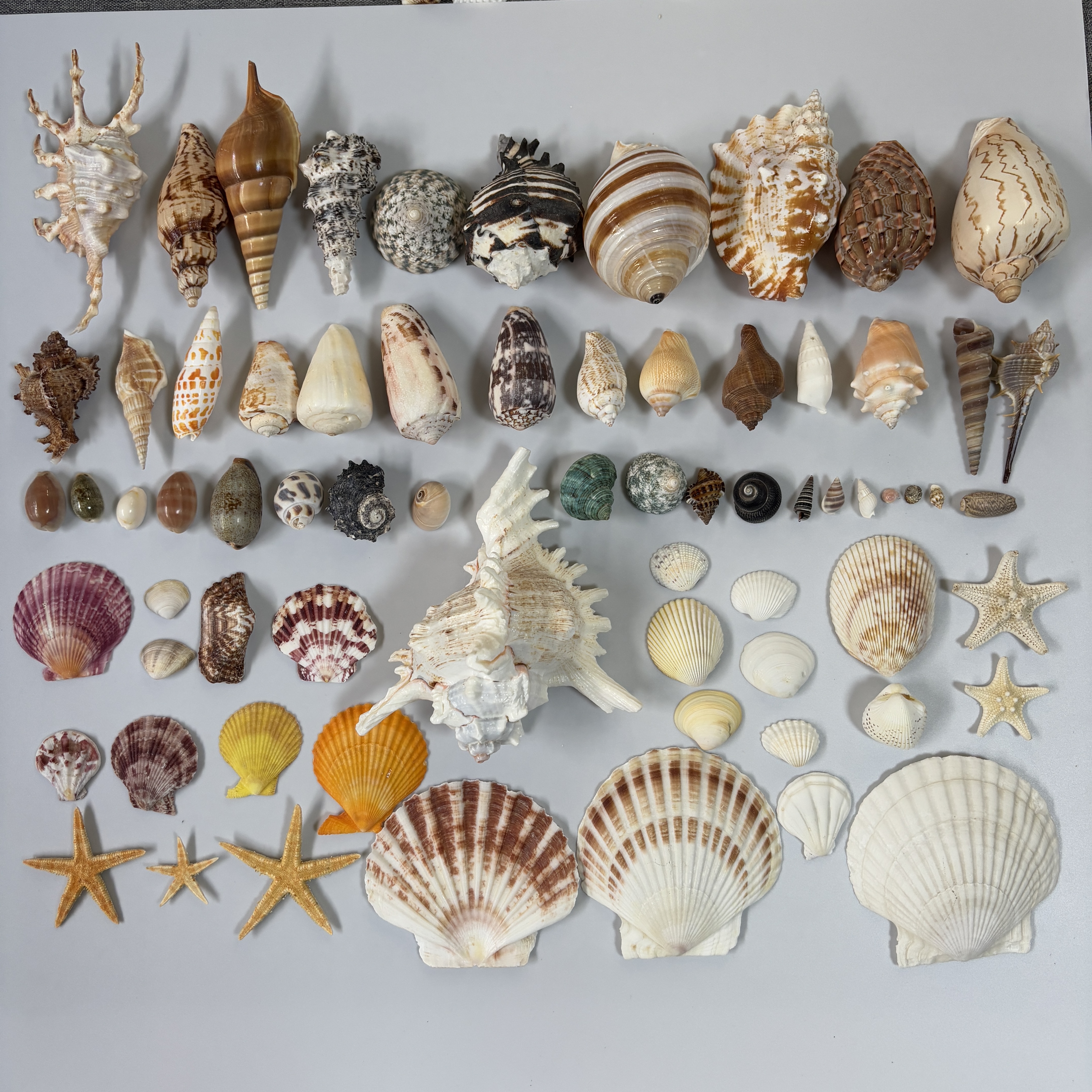 天然贝壳海螺壳海星幼儿园手工diy贝壳相框装饰画鱼缸造景大海螺图片