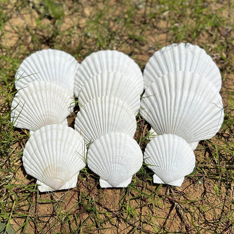 超大号贝壳天然贝壳海螺标本摆件海螺/贝壳/珊瑚