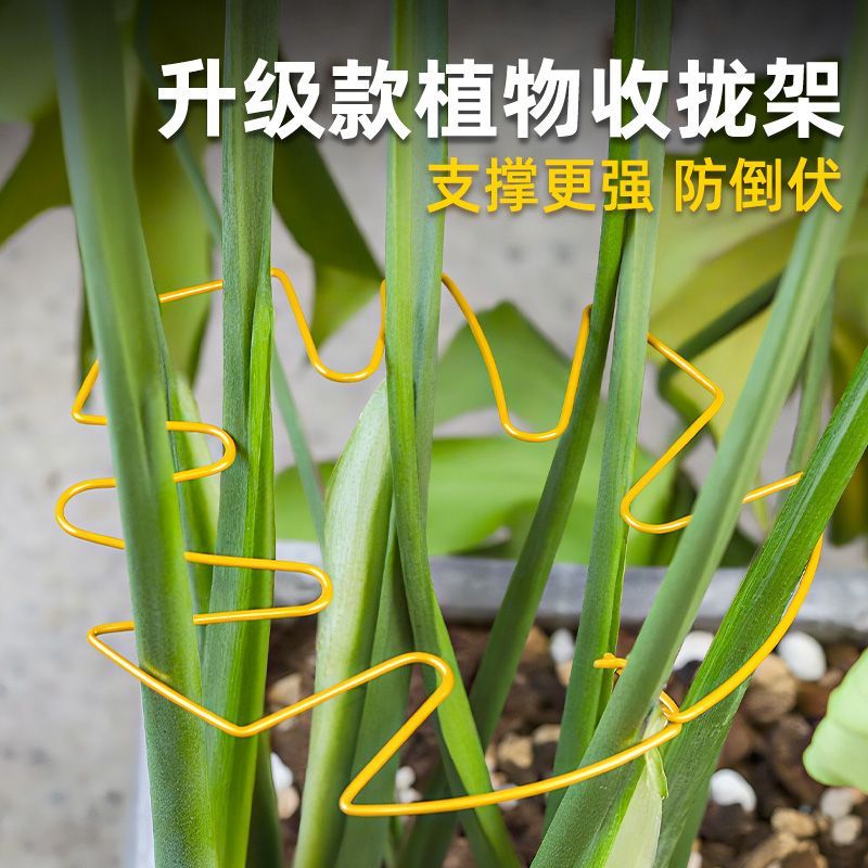 绿植龟背竹防倒伏支撑架枝干收拢塑料绳植物花杆固定支架