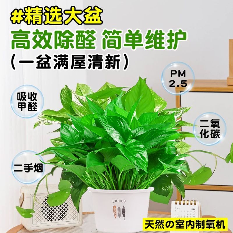 基地直发绿萝净化空气新房吸甲醛