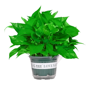 大盆绿萝室内植物花卉绿植水培长藤垂吊大叶绿箩新房家用净化空气