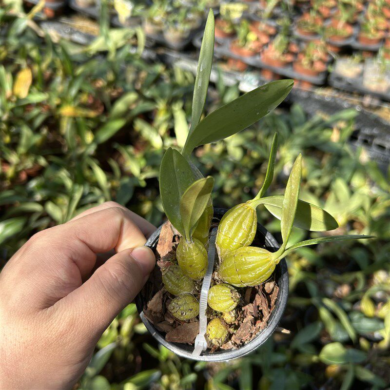 热销鸡蛋鼓槌石斛兰 迷你小圆鼓槌石斛吊兰花盆栽花卉植物石斛苗