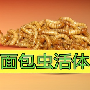 黄粉虫面包虫活虫活体幼虫子金龙鱼蝎子乌龟画眉鸟食石蛙饲料 包邮