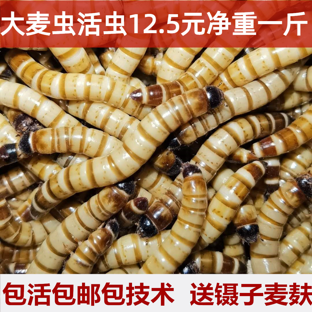 大麦虫活虫净重鲜活面包虫黄粉虫金龙鱼饲料活体八哥画眉鸟食虫子