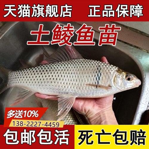 鲮鱼苗土鲮鱼苗淡水养殖食用麦鲮鱼泰鲮鱼苗喂乌龟活饵饲料鱼