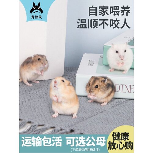 宠尚天小仓鼠活物带已打疫苗活体送笼子金丝熊包活套餐齐全用品