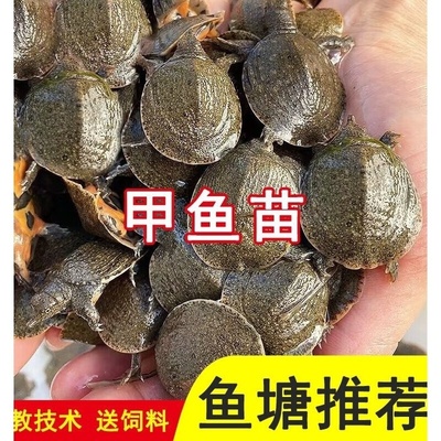 小甲鱼苗活体王八苗外塘养殖甲鱼水鱼团鱼中华鳖苗龙鱼饲料包活邮