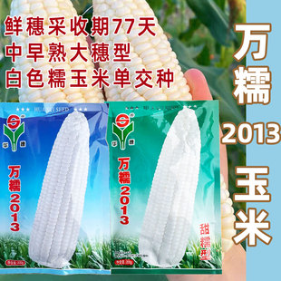 万糯2013玉米种子中早熟大穗型白色糯玉米单交种农家大田玉米种籽