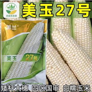 美玉27号玉米种子矮杆大穗高产糯玉米种子四区国审优质鲜食玉米籽