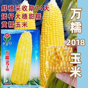 万糯2018黄糯玉米种子甜糯玉米高产四季播种鲜穗采收74天黄糯玉米