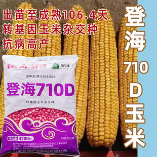 登海710D玉米种子国审玉米转基因玉米杂交种抗虫抗病高产玉米种子