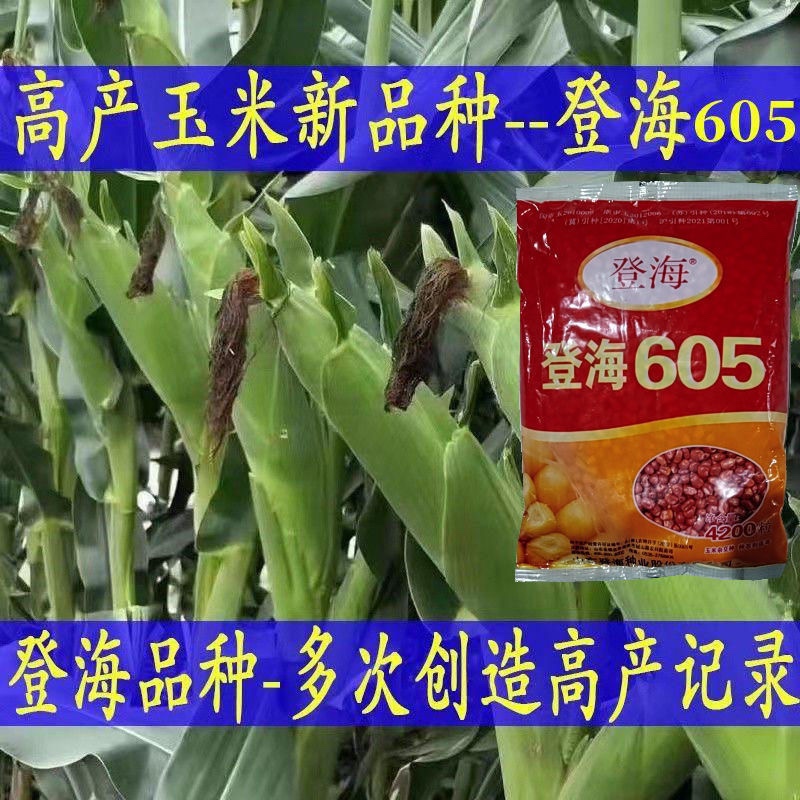 登海605玉米种子抗病改良国审玉