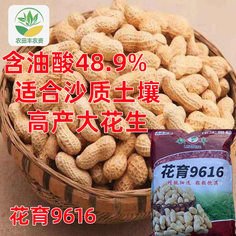 花育9616花生种子适合沙质土壤高产抗病花生种原装正品种籽国审种