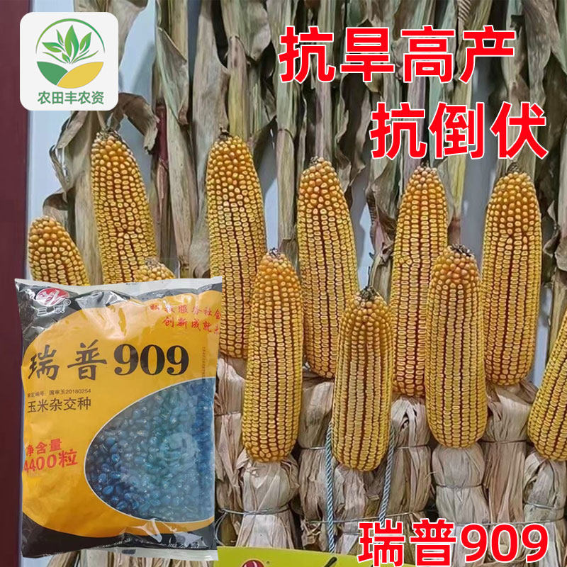 瑞普909高产玉米种子抗倒伏防锈病矮杆大棒国审玉米种子正品原种