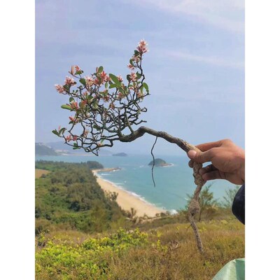 海岛春花石斑木庭院茶桌台造景盆A景栽绿植老树桩大斜飘枝一物一