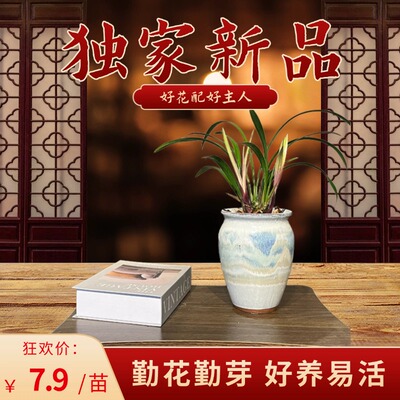 市长红兰花苗浓香花卉好养国兰