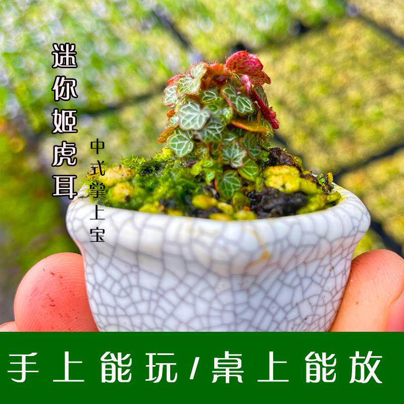 「姬虎耳」微景观迷你植物桌面迷你盆景易养活盆栽办公室四季常青