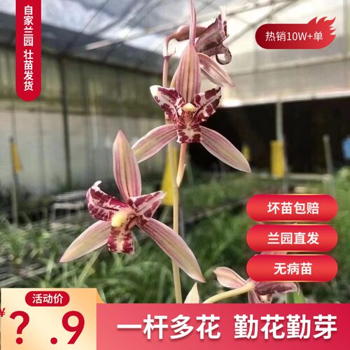 夏带超多花苞】红猫蕊蝶建兰红杆红花兰花苗盆栽室内兰草花卉名贵