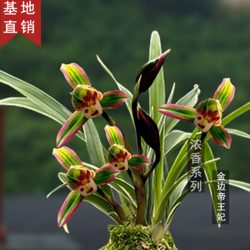 兰花苗四季兰 帝王妃 金边浓香型夏秋花期室内绿植盆栽建兰基地名