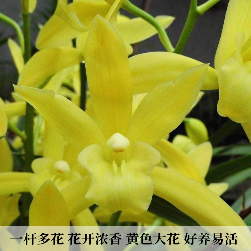 兰花苗建兰四季兰大花蕙兰福星新手好养易活开花浓香花卉绿植