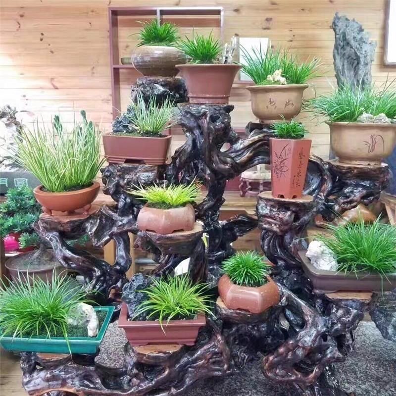 菖蒲草】造型水培盆景黄金姬虎须昌蒲植物办公室好养小绿植乌龟池