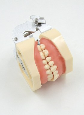 牙科口腔练习备牙模型 r28颗牙齿可替换拆卸模型 软牙龈 窝洞制备