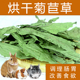 烘干菊苣草毛重1kg清热降火牧草兔子龙J猫豚鼠改善消化调理肠胃草