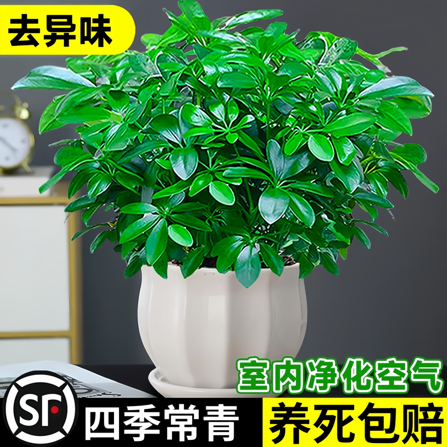 鸭脚木发财树盆栽鸭掌木鹅掌柴八方来财室内绿植花卉四季常青植物