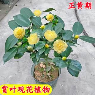 香妃山茶花盆栽带花苞花卉植物室内好养茶花树苗四季开花金边瑞香