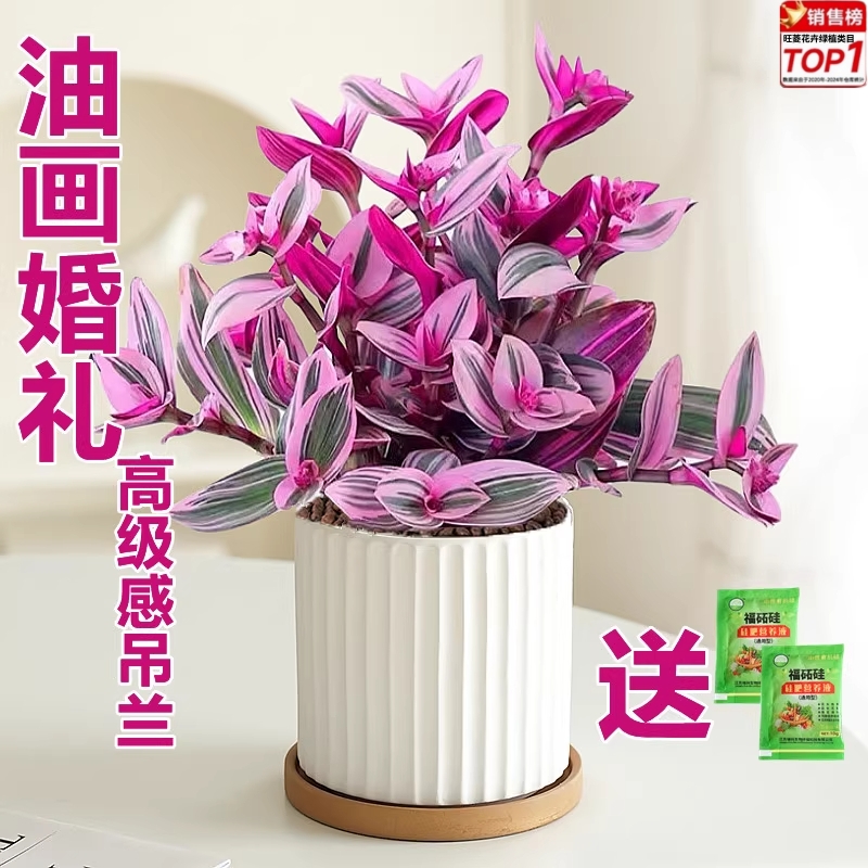 油画婚礼吊兰盆栽胭脂云多肉植物办公室内花卉桌面水培好养绿植