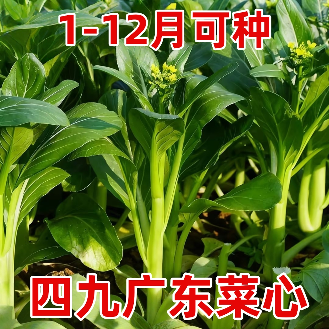 广东甜菜心种子早熟蔬菜四季农家青菜苔油菜青菜芯种籽阳台盆栽