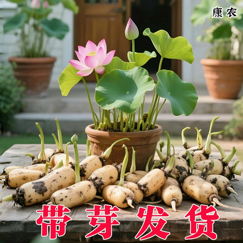 荷花盆栽莲花藕苗四季观赏荷花藕种水培植物池塘花卉睡莲莲藕苗种