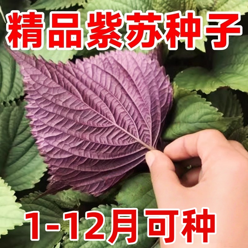 紫苏种子可食用双面红紫苏大叶紫苏种子蔬菜种子四季耐热阳台盆栽