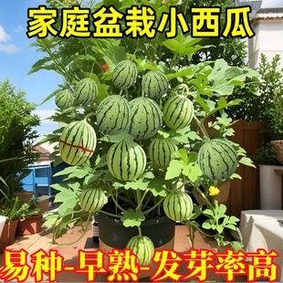 蜂蜜盆栽小西瓜苗陽臺盆栽麒麟瓜秧苗超甜薄皮紅玉2K種籽四季 水果